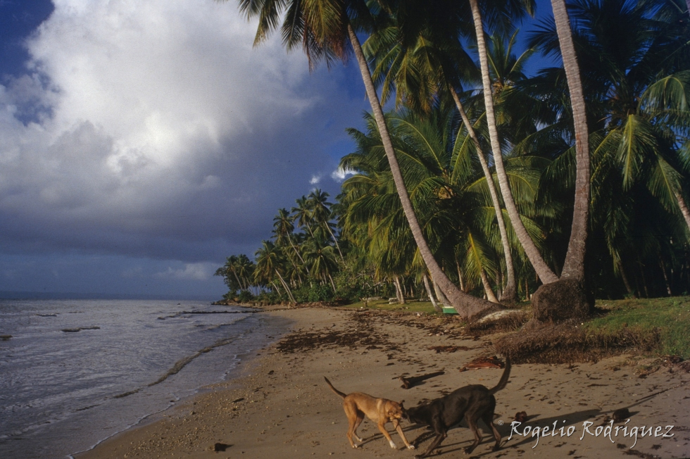 Playa de Samana en República Dominicana